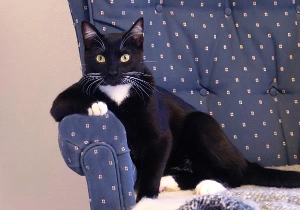 /Images/uploads/The Santa Fe New Mexican/santafepetcontest/entries/33984thumb.jpg